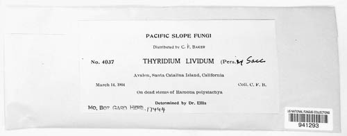Mycothyridium lividum image